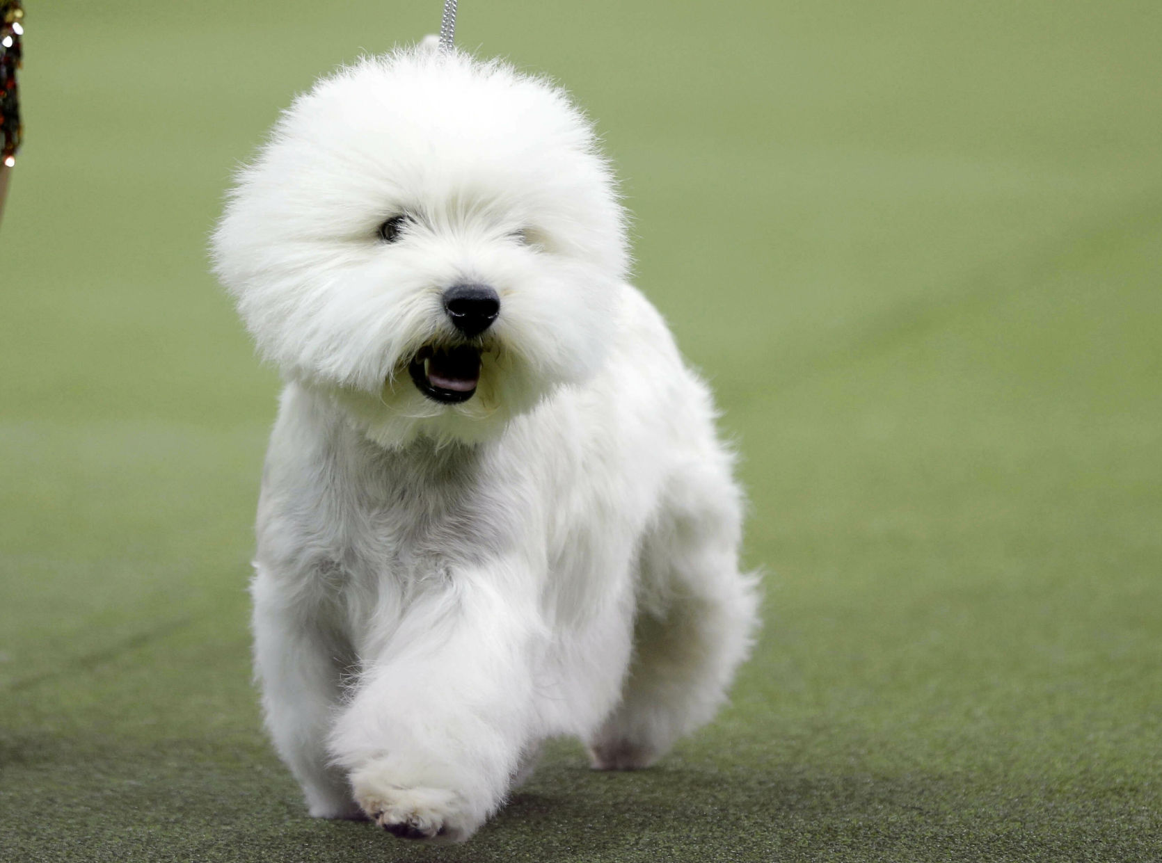 Westminster Dog Show